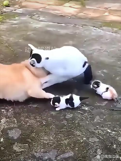 新猫狗大战来袭：猫咪狗狗的终极对决！