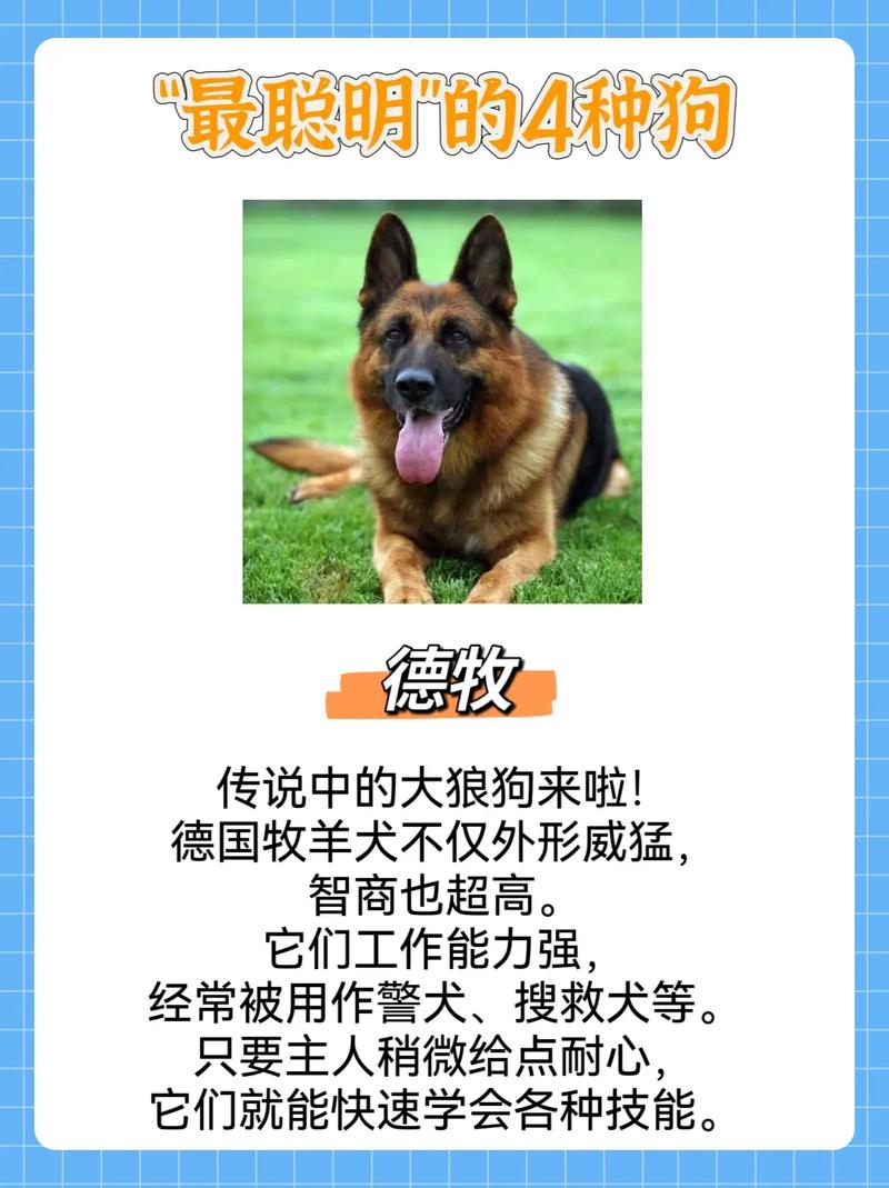 想知道狗狗在说什么？试试狗语翻译器！