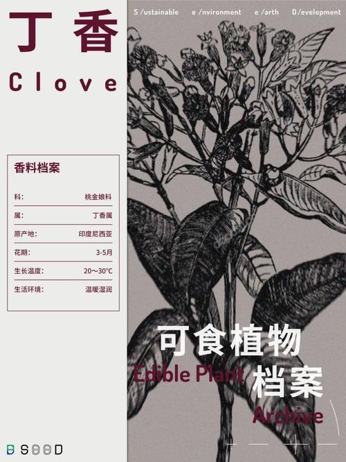 解密古代口香糖：丁香的妙用与口腔保健