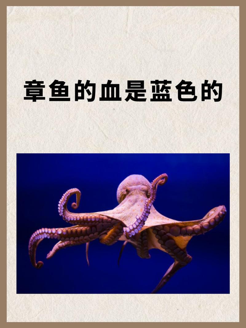 章鱼血液颜色之谜：蓝色血液背后的科学解释