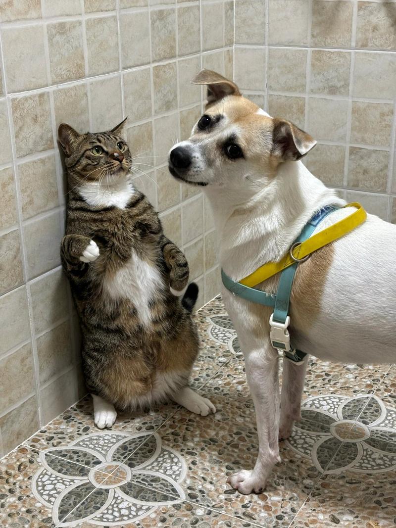 新猫狗大战来袭：猫咪狗狗的终极对决！