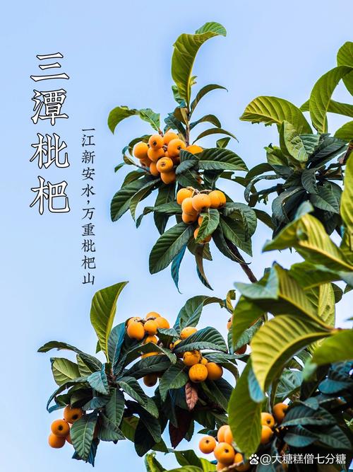 令人垂涎的三潭枇杷，你知道它来自哪个县吗？