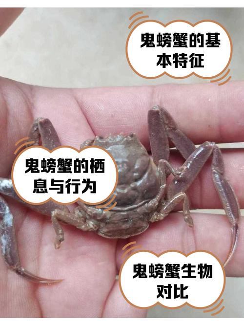 如何快速找到鬼脚蟹？魔兽世界鬼脚蟹刷新点