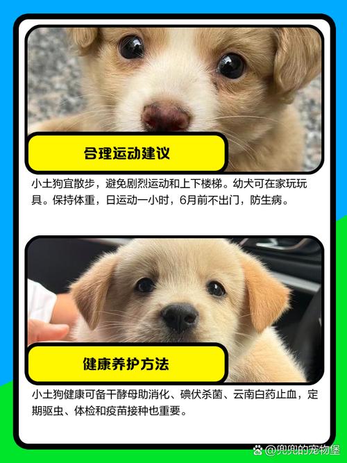 想要固执胜利者的头盔？这份指南你不能错过！
