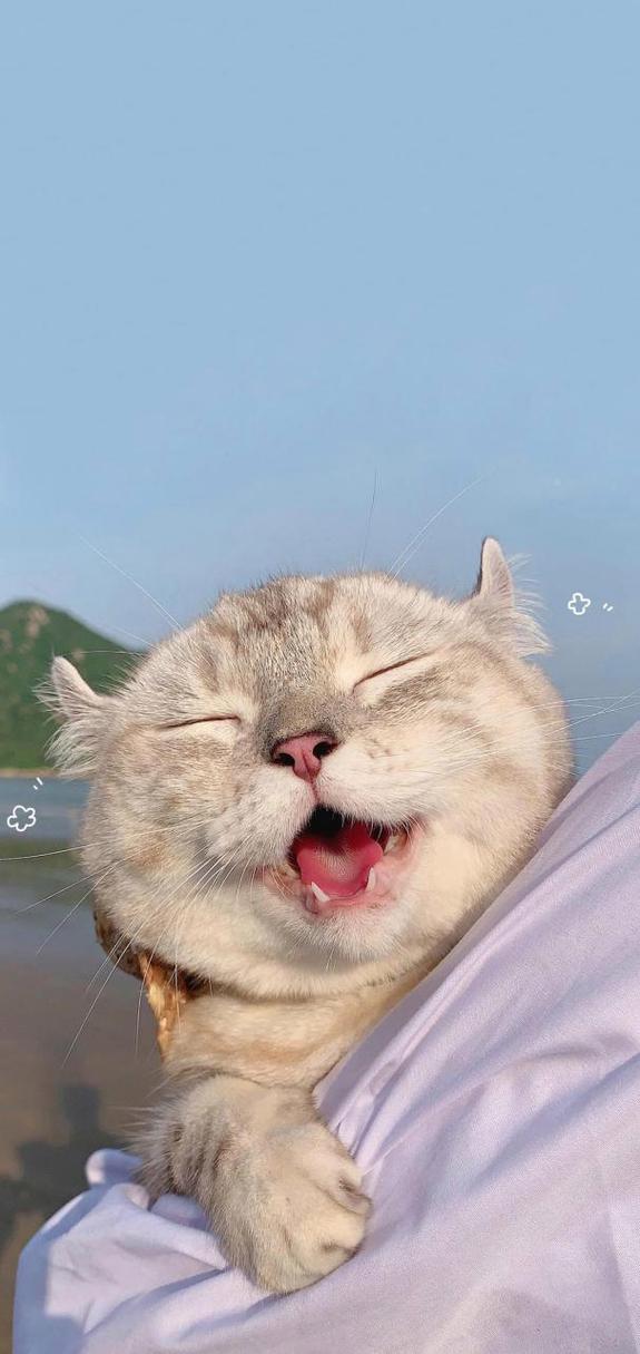 桌面宠物下载大全：可爱猫咪狗狗，任你挑选！