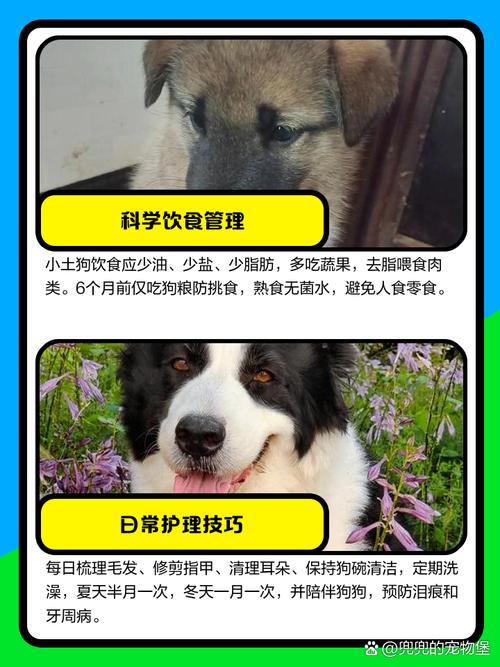 想要固执胜利者的头盔？这份指南你不能错过！