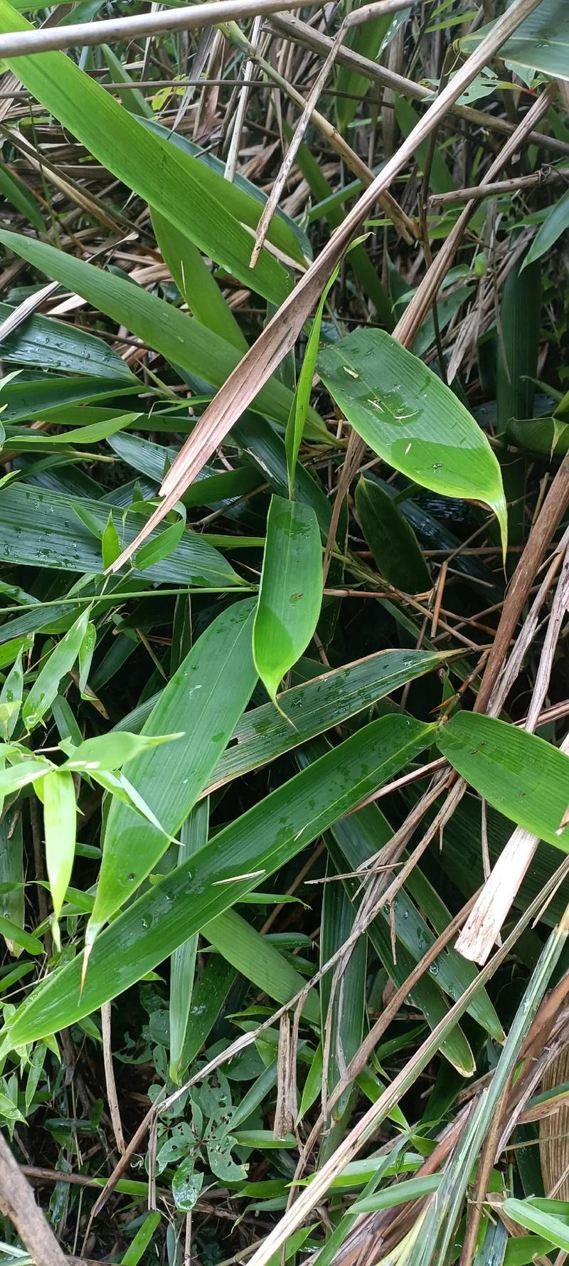 叶子，不仅仅是植物的一部分，更是自然的馈赠