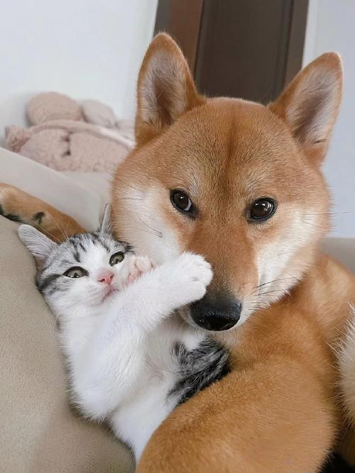 桌面宠物下载大全：可爱猫咪狗狗，任你挑选！