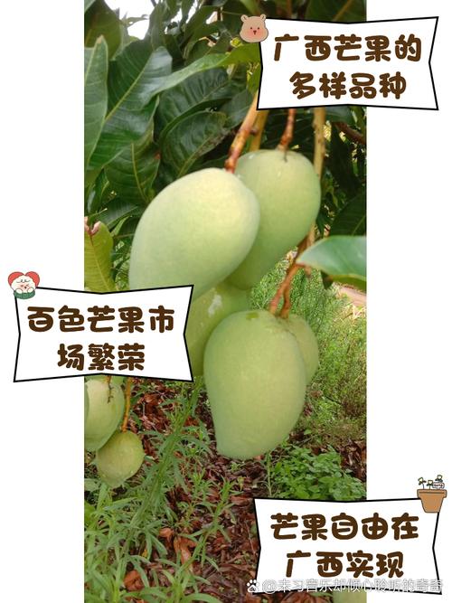 寻找精品芒果？1区2区3区芒果优质货源推荐