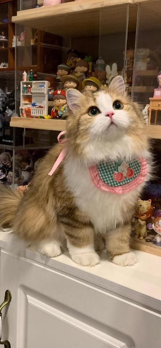 桌面宠物下载大全：可爱猫咪狗狗，任你挑选！