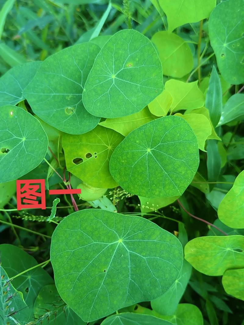 叶子，不仅仅是植物的一部分，更是自然的馈赠