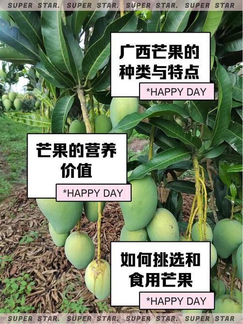 寻找精品芒果？1区2区3区芒果优质货源推荐