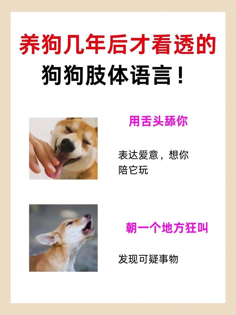 宠物沟通新方式：下载狗语言翻译器，秒懂狗狗