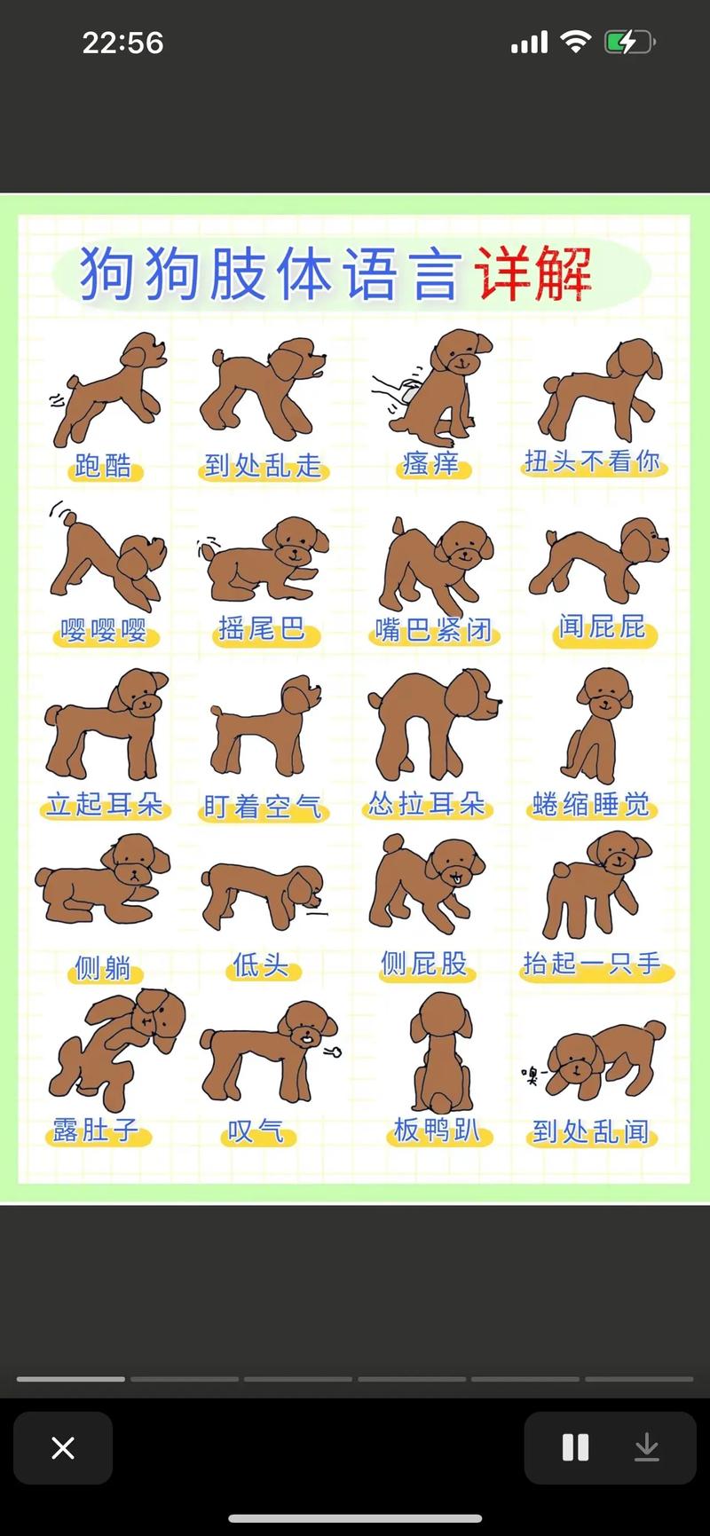 宠物沟通新方式：下载狗语言翻译器，秒懂狗狗