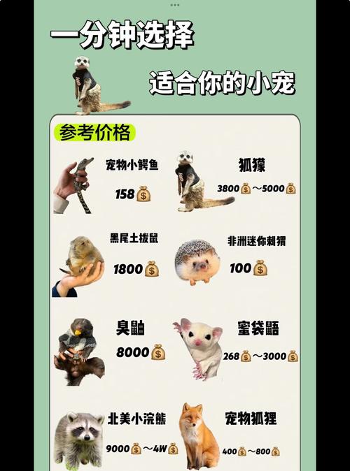 魔方世界宠物种类及属性详解：选择你的最佳伙伴