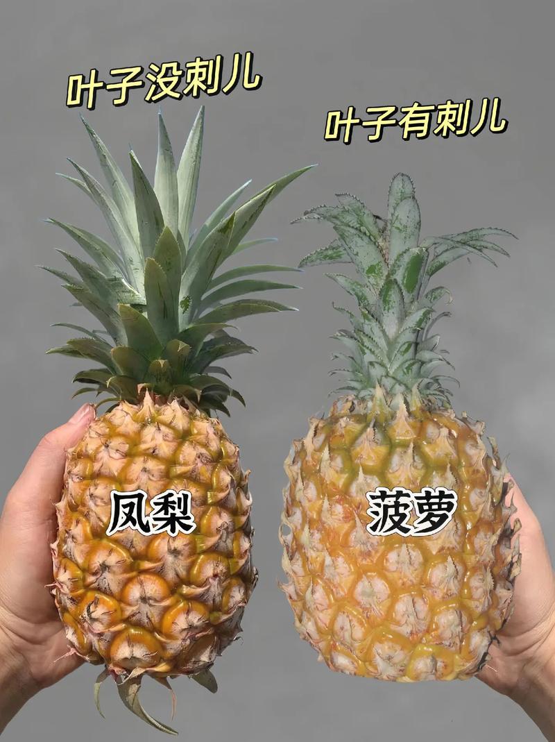 凤梨是菠萝吗？这两种水果到底有什么区别？