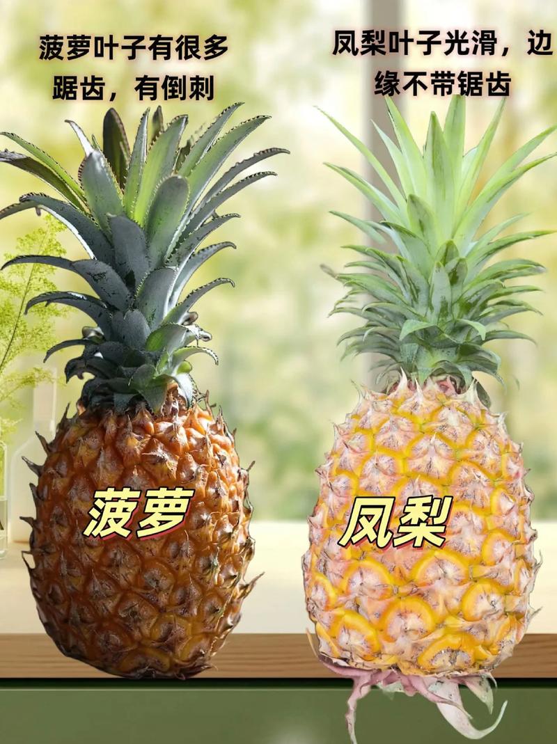 凤梨是菠萝吗？这两种水果到底有什么区别？