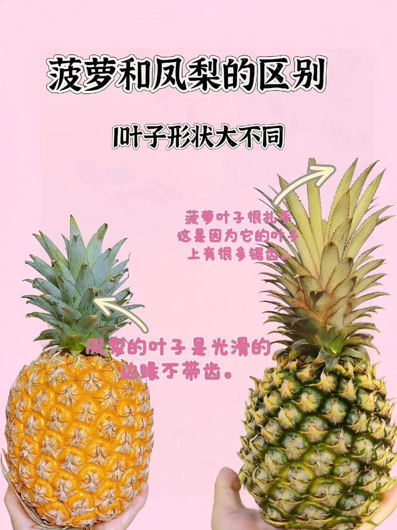 凤梨是菠萝吗？这两种水果到底有什么区别？