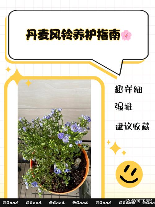 卡多雷风铃的保养技巧，延长使用寿命的小妙招