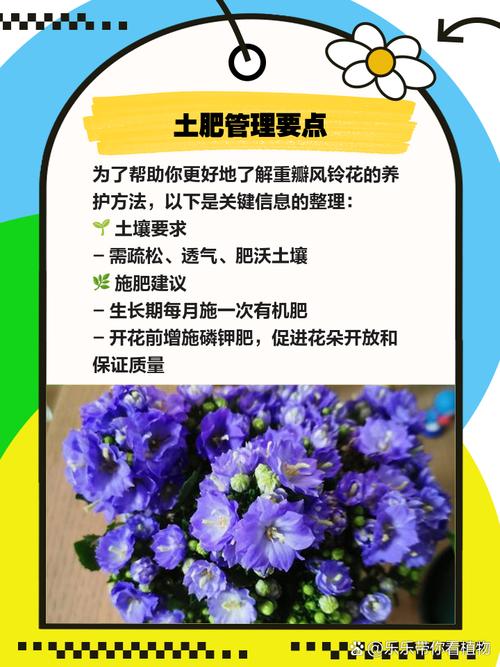 卡多雷风铃的保养技巧，延长使用寿命的小妙招